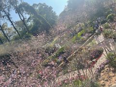 -仙岳公园