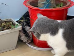 -喵宠乐园·撸猫互动·猫舍