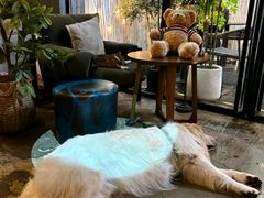 -咖法森林·咖啡  酒吧(天河店)