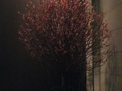 -上海柏悦酒店·世纪100牛排馆