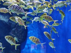 -成都浩海立方海洋公园