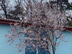 -八大关景区