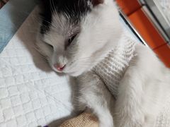 -瑞派福兴宠物医院犬猫全科·骨科·中西医结合(河东店)