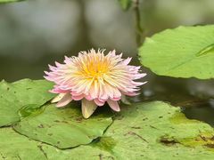 -云溪植物园
