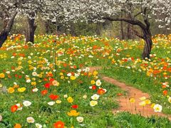 -名花谷生态庄园