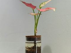 -静一餐厅·湖北菜(前门创始店)