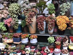 -青石桥花鸟鱼虫市场(叠翠城店)