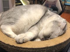 -猫小院猫主题咖啡厅(北锣店)