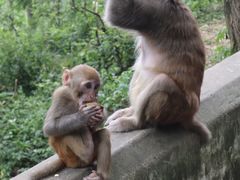 -黔灵山公园