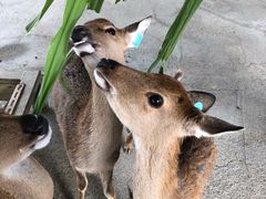 -鹿境梅花鹿生态园区