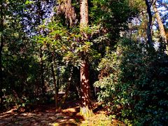 -铁山坪森林公园