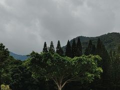 -深圳仙湖植物园