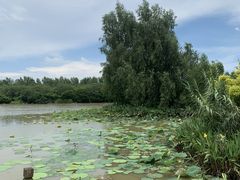 -大湾区中央湿地公园