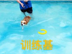 -汪说喵讲宠物乐园宠物酒店(红星美凯龙店)