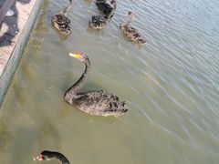 -五缘湾湿地公园
