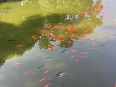 -八大山人梅湖景区
