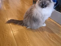 -Cappucimeow猫咪咖啡馆(韦伯时代店)