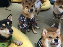 -逗柴咖啡屋·狗咖猫咖宠物桌游