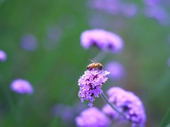 -杭州城北体育公园