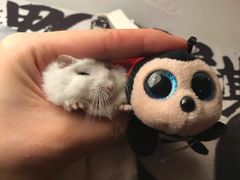 -TOYSRUS玩具反斗城(成都环球中心店)