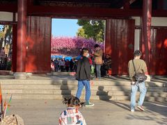 -南汇桃花村