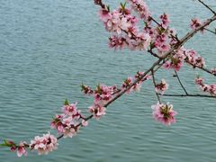 -羊山湖公园