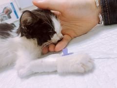 -特一安24小时宠物医院·骨科·中兽医