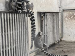 -石家庄市动物园