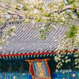 北京 | 智化寺梨花如雪，神秘非遗京音乐