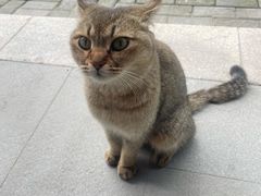 -高旻寺