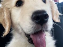 -Oh My Dog宠物沙龙(伊珊娜皮毛护理店)