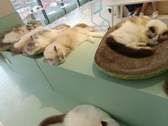 -怪兽屋·羊驼·猫咖·狗咖(俊华广场店)