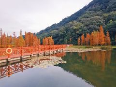 -广州市石门国家森林公园