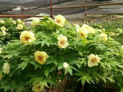 -洛阳郁金香牡丹园