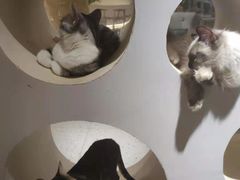 -猫域·湾主题猫咖·宠物吧(南坪城市广场店)