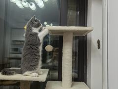 -lincat·猫舍(广州店)