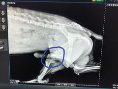 -申普宠物医院·眼科·心内科·影像科(普陀分院)