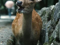 -奈良公园