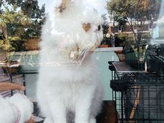 -平行世界·猫咖(首经贸店)