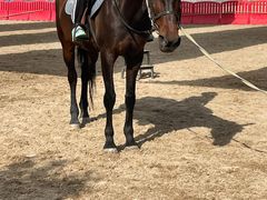 -北京群众马术培训基地