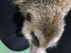 -藦茜花园宠物主题亲子互动体验馆(国顺东路店)