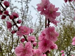 -桃花堤公园