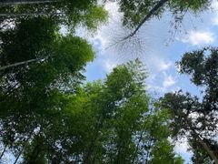 -缙云山景区