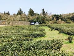 -雪绿茶博物馆
