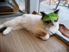 -藏猫猫咖啡主题馆(中央大道店)