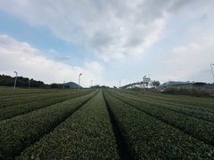 -雪绿茶博物馆