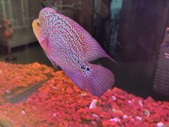 -宠物世家(仲盛世界商城店)