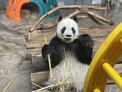 -海南热带野生动植物园