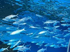 -上海海洋水族馆