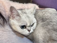 -宠爱国际动物医院·消化内科·心肾内科·ISFM猫友好(望京店)